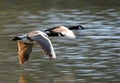 Pair of flying geese