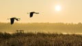 Pair of flying gray herons at sunrise above a water. Ardea cinerea Royalty Free Stock Photo