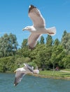 Pair of flying gulls Royalty Free Stock Photo