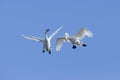 Pair of flying Swans Royalty Free Stock Photo
