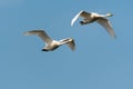 Pair of flying white swans Royalty Free Stock Photo