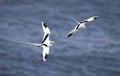 White-tailed tropicbird Phaethon lepturus at south coast of La Reunion Royalty Free Stock Photo