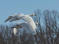 Pair of Flying Swans Royalty Free Stock Photo