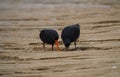 A pair of foraging black variable oystercatcher birds walking on sand beach in Abel Tasman National Park New Zealand