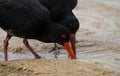A pair of foraging black variable oystercatcher birds walking on sand beach in Abel Tasman National Park New Zealand