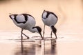 Pair of foraging pied avocet Royalty Free Stock Photo