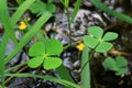 Pair of Four-leaf Clover Fern Plants in the Field, Blurred Background, Vertical Photo