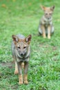 Pair of foxes walking on the grass Royalty Free Stock Photo