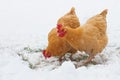 Free range chickens in snow