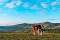 Pair of free-range dairy farming cows grazing on Zlatibor hills slopes Royalty Free Stock Photo