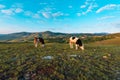 Pair of free-range dairy farming cows grazing on Zlatibor hills slopes Royalty Free Stock Photo
