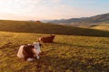 Pair of free-range dairy farming cows resting on Zlatibor hills slopes