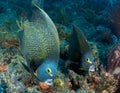 Pair of French Angelfish Royalty Free Stock Photo