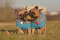 Pair of French Bulldog dogs wearing matching blue sweaters running towards camera while holding ball toy together Royalty Free Stock Photo