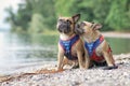 Pair of French Bulldogs with matching maritime sailor collar dog harnesses sitting at pebble beach of lake Royalty Free Stock Photo