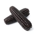 Pair of fresh cooked black corn cob on white background close up Royalty Free Stock Photo