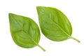 Pair of fresh green leaves of basil isolated on white top view