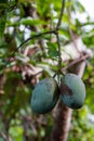 Pair fresh mango fruit and leaves on mango tree