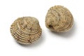 Pair of fresh raw warty venus clams