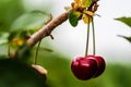 A pair of fresh ripe cherries hanging from the branch of a cherry tree. Concepts of organic fruit cultivation or healthy eating Royalty Free Stock Photo