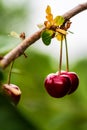 A pair of fresh ripe cherries hanging from the branch of a cherry tree. Concepts of organic cultivation of summer fruits Royalty Free Stock Photo