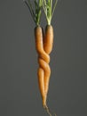 Pair of fresh strangled carrots close up