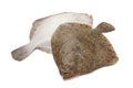 Pair of fresh Turbot fishes Royalty Free Stock Photo