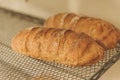 Pair of freshly baked artisanal bread loaves on a wire rack Royalty Free Stock Photo