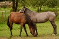 Pair of friendly horses in English field