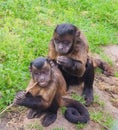 a pair of cute monkeys grooming Royalty Free Stock Photo