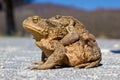 Pair of Frogs in the nature Royalty Free Stock Photo