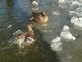 Pair of frozen ducks in water with ice Royalty Free Stock Photo