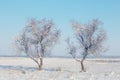 Pair of frozen tree among winter snowbound plain