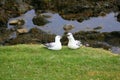 Pair of fulmar sea birds calling