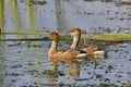 Fulvous Whistling Ducks On A Pond Royalty Free Stock Photo