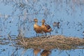 A Pair of Fulvous Whistling Ducks in a Wetland Pond