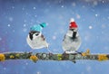 a pair of funny birds Sparrow sitting on a branch in winter garden in a humorous knitted hats