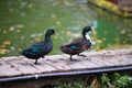 Pair of funny cheerful beautiful multi-colored ducks walks along wooden bridge Royalty Free Stock Photo