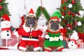 Pair of funny Christmas dogs. French Bulldogs wearing Christmas costumes dressed up as Christmas elf and Santa Claus