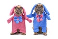Pair of funny French Bulldog dogs dressed up with Easter bunny costumes with blue and pink full body suits with flowers