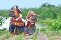 Pair of funny French Bulldog dogs dressed up with pirate and pirate bride costumes with hat, hook arm and dress