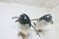 Pair of funny Gentoo penguins Pygoscelis papua at zoo on ice background