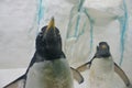 Pair of funny Gentoo penguins Pygoscelis papua at zoo on snowy background