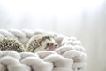 pair of funny hedgehogs.prickly pet. Hedgehog in a gray wicker bed on a blurred background.African pygmy hedgehog
