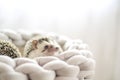 pair of funny hedgehogs in a wicker nest.prickly pet. Hedgehog in a gray wicker bed.African pygmy hedgehog.Accessories