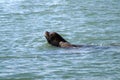 Two fur seals in the open sea