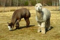 pair of furry alpacas