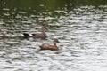 Pair gadwall duck Royalty Free Stock Photo