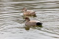 A pair of gadwall duck Royalty Free Stock Photo