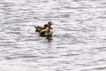 Pair of gadwall ducks